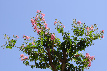 サルスベリの花