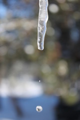 Dripping Icicle