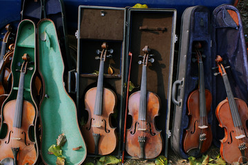 Old violins displayed near their cases. Green and blue velvet musical instrument case.