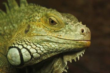 reptile head close up