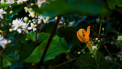 Parasitic yellow plant on a bush branch