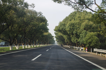 Fototapeta na wymiar Green Trees on Both Sides of Road
