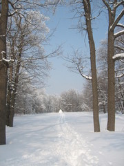 Winter forest
