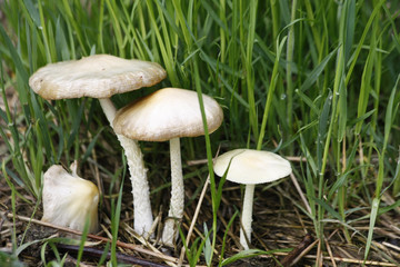Mushrooms in the grass