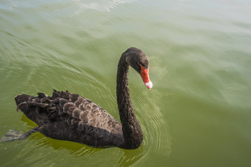 black swan is swimming in the lake
