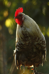 White chicken, rooster in sunny background