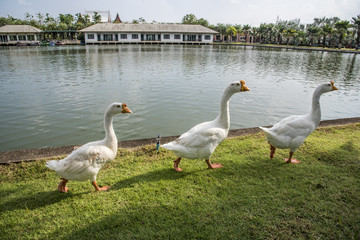 goose walking on green grass