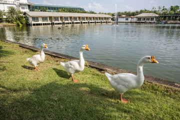 goose walking on green grass