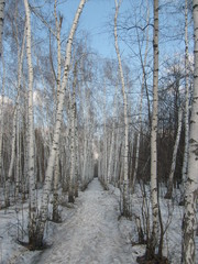 Forest in early spring