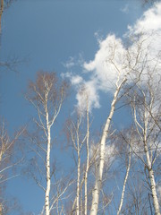 Fototapeta na wymiar Forest in early spring