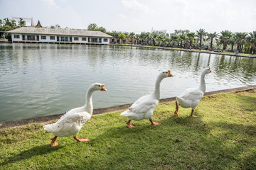 goose walking on green grass