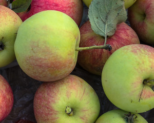 Fresh juicy red-green apples close-up