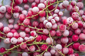 Frozen Red Currants (Berries, Fruit) for the Winter & Christmas