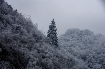 Snow Mantled The Trees and Mountains