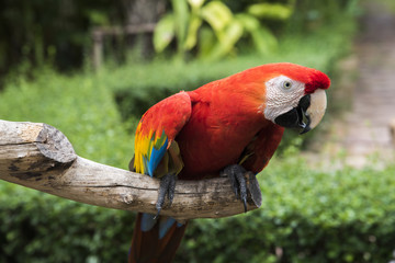 Close up of colorful scarlet macaw parrot