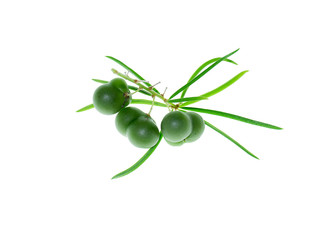 Close up of Shatavari plant