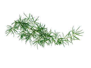 Close up of Shatavari plant