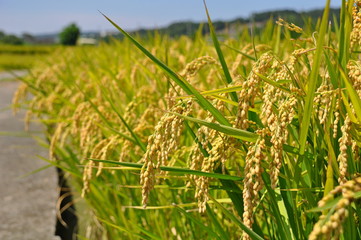 Golden rice field at harvest season in summer in a country in Taiwan