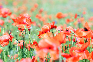field with a lot of red poppies