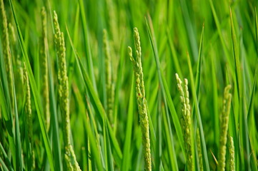 Fresh rice field in summer in a country in Taiwan