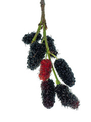 mulberry fruit with leaf