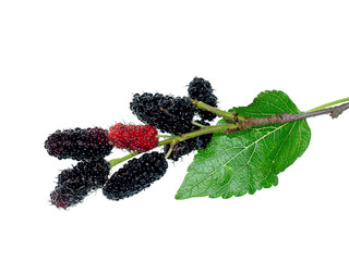 mulberry fruit with leaf