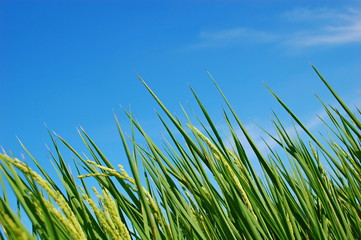 Fresh rice field in summer in a country in Taiwan
