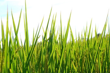 Fresh rice field in summer in a country in Taiwan
