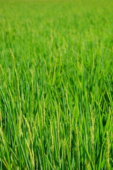 Fresh rice field in summer in a country in Taiwan