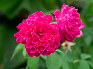 Obraz premium Pink rose flower for rose tea
