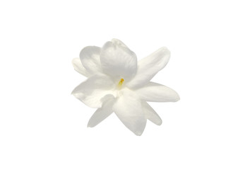 Naklejka na ściany i meble Close up of jasmine flower.