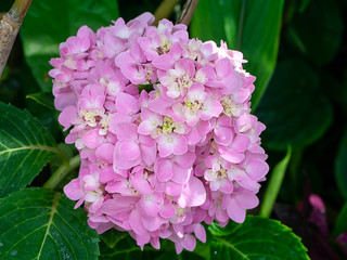 Close up Hydrangea flower