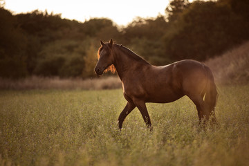 Fototapeta premium Friesen Hengst im Abendlicht