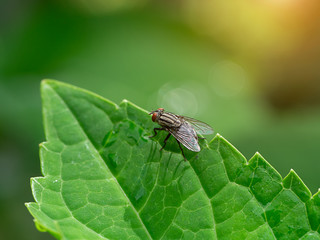 Close up a fly on green leaf with sunlight.
