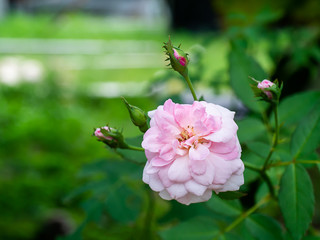 pink of Damask Rose flower.