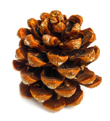 Old brown pinecone isolated on background