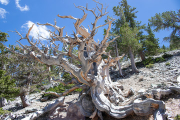 Bristle Cone Pine