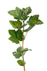 Green beautiful currant branch on white  background