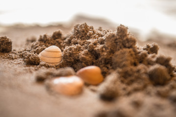 shells, seashells, marine elements on beach sand background