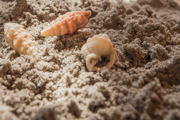 shells, seashells, marine elements on beach sand background