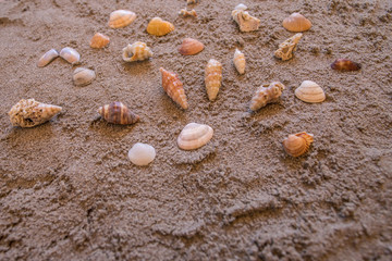 Fototapeta na wymiar shells, seashells, marine elements on beach sand background