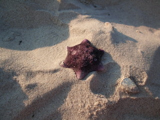 Seestern