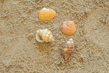 shells, seashells, marine elements on beach sand background