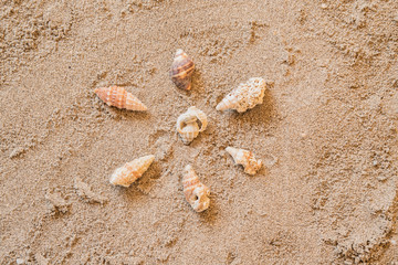shells, seashells, marine elements on beach sand background