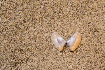 shells, seashells, marine elements on beach sand background