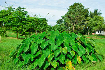 Giant Taro.Giant Taro,Alocasia Indica Green bushes, biennial plants, water weeds that occur in wet tropical areas. Big green leaf Used as a feed.