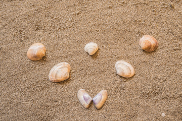 shells, seashells, marine elements on beach sand background