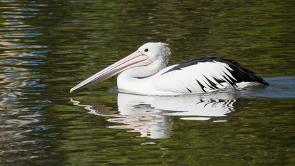 Cruising Pelican