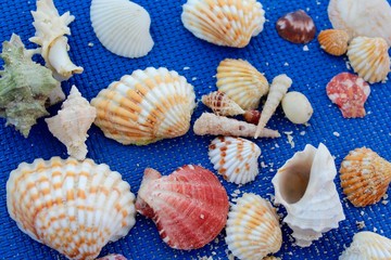 Seashells