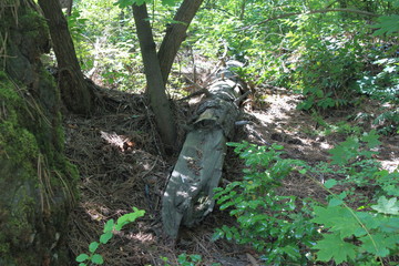 Fallen Tree